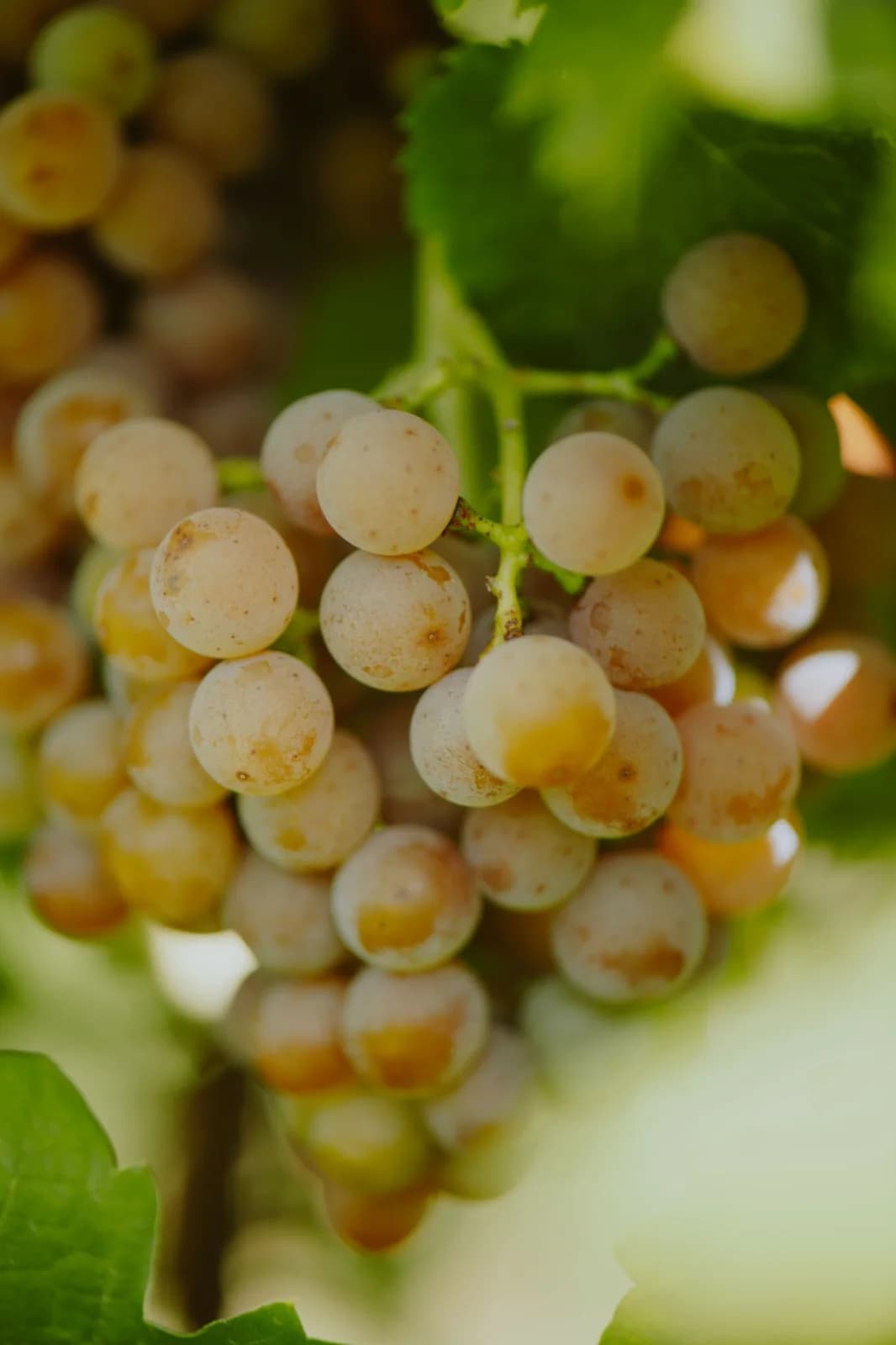 Grappolo di uva bianca maturo tra le foglie della vigna
