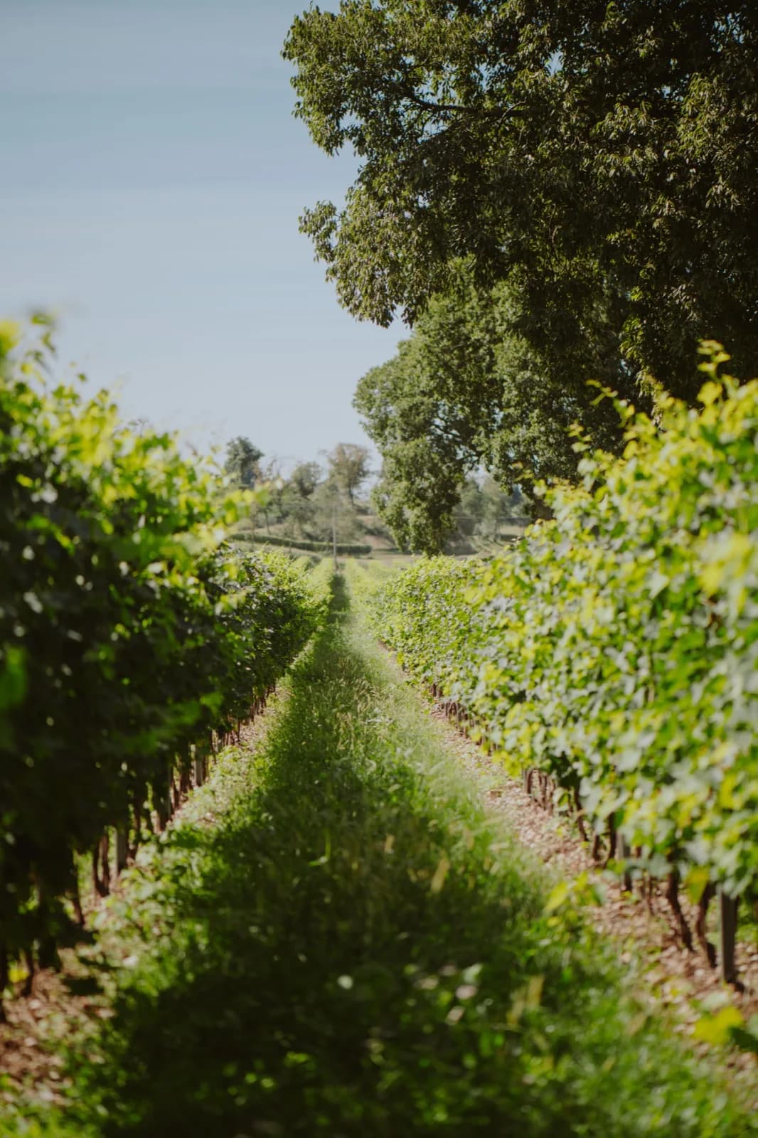 Filare di vigna che sale verso la collina